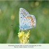 polyommatus thersites male bryk 1